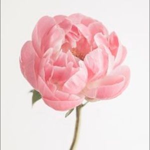 Meet your Posher, Flora